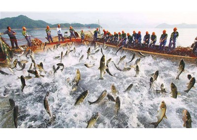 地源熱泵如何應用在水產養殖行業？