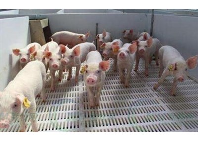 養豬場用科靈空氣能熱泵，省錢還好用